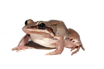 sapo - Leptodactylidae