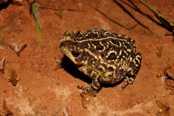 Sapo - Rhinella ocellata