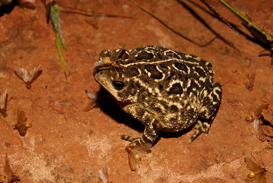 Sapo - Rhinella ocellata