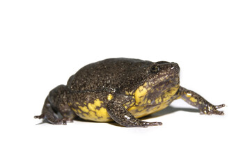 Sapo -  Elachistocleis cf. ovalis