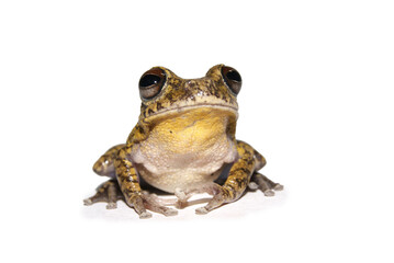 Sapo