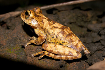 Rã - Bokermannohyla cf. nanuzae