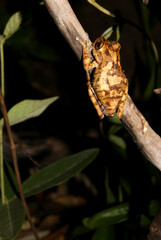 Sapo - Bokermannohyla cf. nanuzae