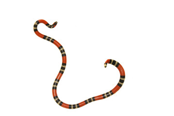 Serpente - Micrurus cf. frontalis