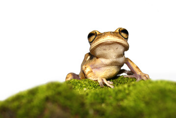 Sapo - Bokermannohyla cf. nanuzae