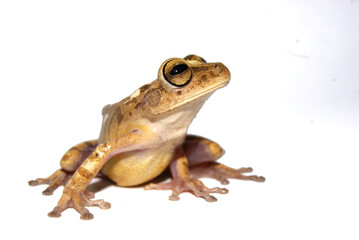 Sapo - Bokermannohyla cf. nanuzae