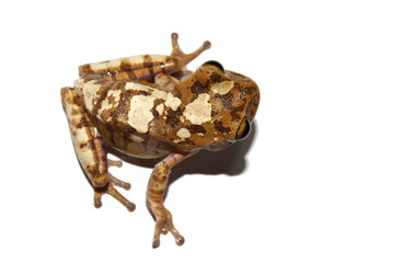 Sapo - Bokermannohyla cf. nanuzae