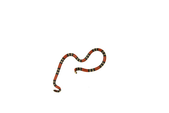 Serpente - Micrurus cf. frontalis