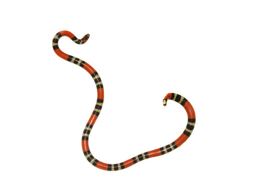 Serpente - Micrurus cf. frontalis