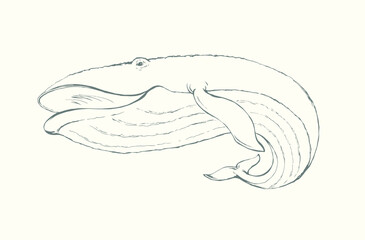Vector drawing. Whale swims in the sea