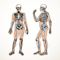 Human skeleton. Vector schematic drawing