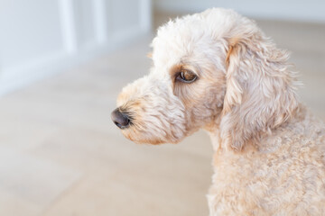 Side Profile Image of Golden Doodle Mini
