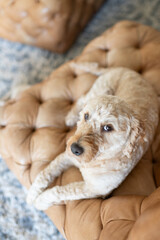 Goldendoodle Mini Sitting in Leather Chair Inside House