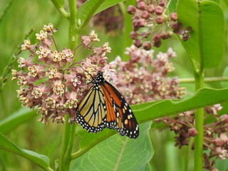 A monarch butterfly feeding on the nectar from a bloomed milkweed plant. Cherry Valley National...