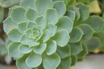 natural flower inthe yard of house with cute and beautiful green sharp leafs.Succulent Echeveria 