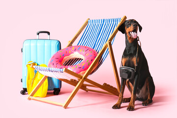 Cute Dobermann dog with beach accessories and suitcase on pink background