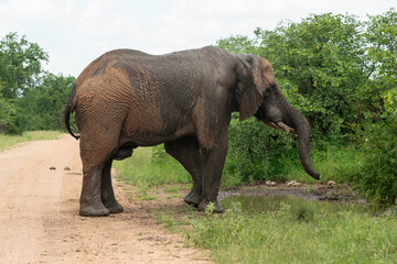 Obraz premium Éléphant d'Afrique, Loxodonta africana, Parc national Kruger, Afrique du Sud