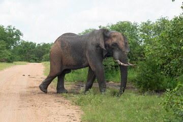 Fototapeta premium Éléphant d'Afrique, Loxodonta africana, Parc national Kruger, Afrique du Sud