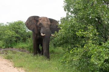 Obraz premium Éléphant d'Afrique, Loxodonta africana, Parc national Kruger, Afrique du Sud