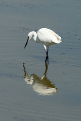Aigrette garzette, ..Egretta garzetta, Little Egret,