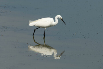 Aigrette garzette, .Egretta garzetta, Little Egret,