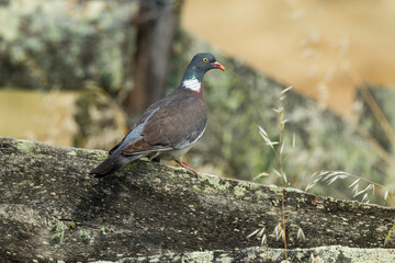Pigeon ramier, Common Wood Pigeon, columba palumbus