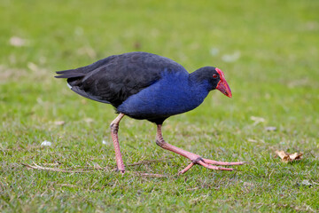 Australasian swamphen (Porphyrio melanotus)