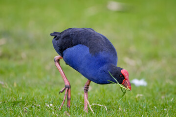 Australasian swamphen (Porphyrio melanotus)