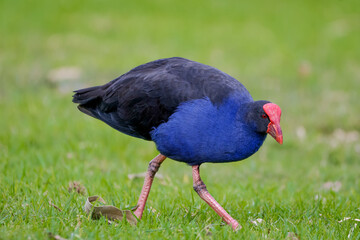 Australasian swamphen (Porphyrio melanotus)