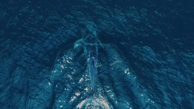 aerial view of blue whale in the blue ocean