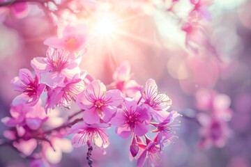 Fototapeta premium pink blooming sakura tree in spring, ray of bright morning sunshine cuts through gloomy clouds and backlights the tree