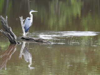 A great blue heron living within the wetlands of the Bombay Hook National Wildlife Refuge, Kent County, Delaware. 