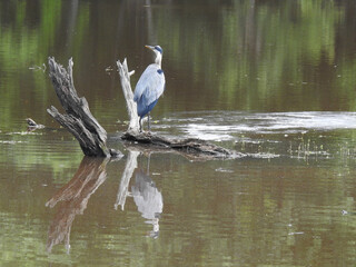 A great blue heron living within the wetlands of the Bombay Hook National Wildlife Refuge, Kent County, Delaware. 