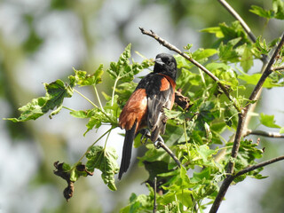 A male, orchard oriole perched in a tree within the woodland forest of the Bombay Hook National Wildlife Refuge, Kent County, Delaware