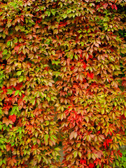 Parthenocissus quinquefolia (Virginia creeper, Victoria creeper, five-leaved ivy, or five-finger) with red and green leaves in the fall