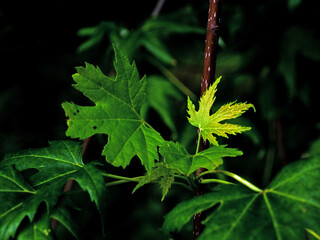 green leaves of a tree