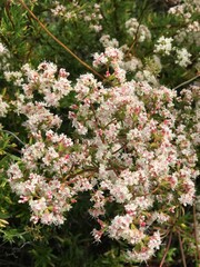 pink and white flowers
