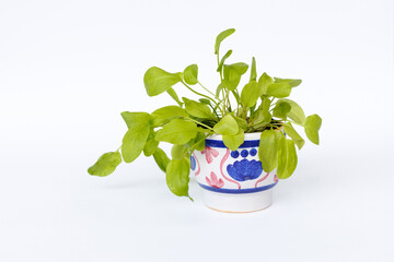 sorrel grows in a pot on a white background close-up. Growing greens at home. Healthy eating.