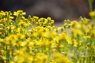 Yellow Flowers in Bloom