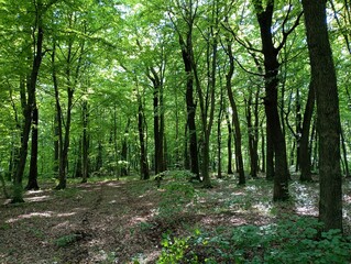 A beautiful forest road covered with fallen leaves of trees goes between green tall oaks in a...