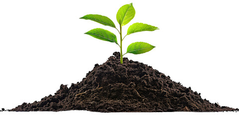 A small young green tender plant growing out of black fertile soil cut out, isolated, transparent background - PNG.