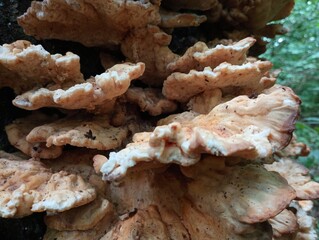 Texture of poisonous tinder mushrooms on a tree trunk in the forest in summer. Many mushrooms on a tree.