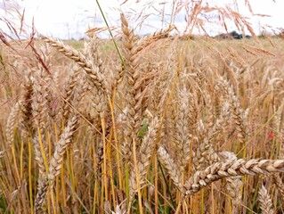 Fototapeta premium Yellow ripe spikes of wheat grain on the field on the background of the sky. Beautiful agricultural landscape in summer with grain crops.
