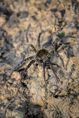 Araña lobo - Licósido - Amazonía - Cuyabeno - Ecuador