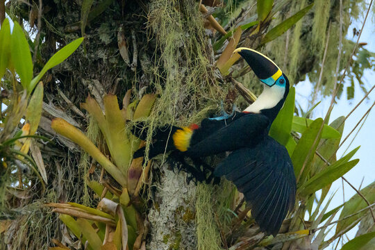 Tuc&aacute;n pechiblanco o tuc&aacute;n de pico rojo (Ramphastos tucanus - Amazon&iacute;a - Cuyabeno - Ecuador