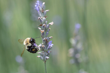 Bumble bee pollinates lavender flower.