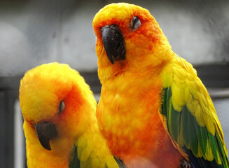 Two Sun conure parrots (Aratinga solstitialis)