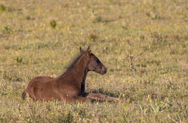 Cute Wild Horse Foal in summer in the Pryor Mountains Montana