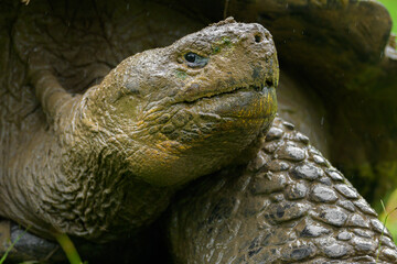 Retrato de tortuga gigante de las gálapagos - Rancho primicias - Isla Santa Cruz - Islas Galápagos - Ecuador
