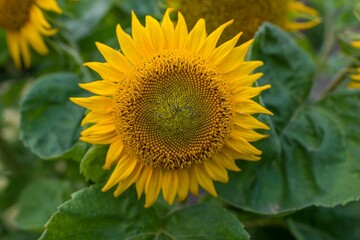 Fototapeta premium Close-up of a vibrant sunflower in full bloom with green leaves in the background